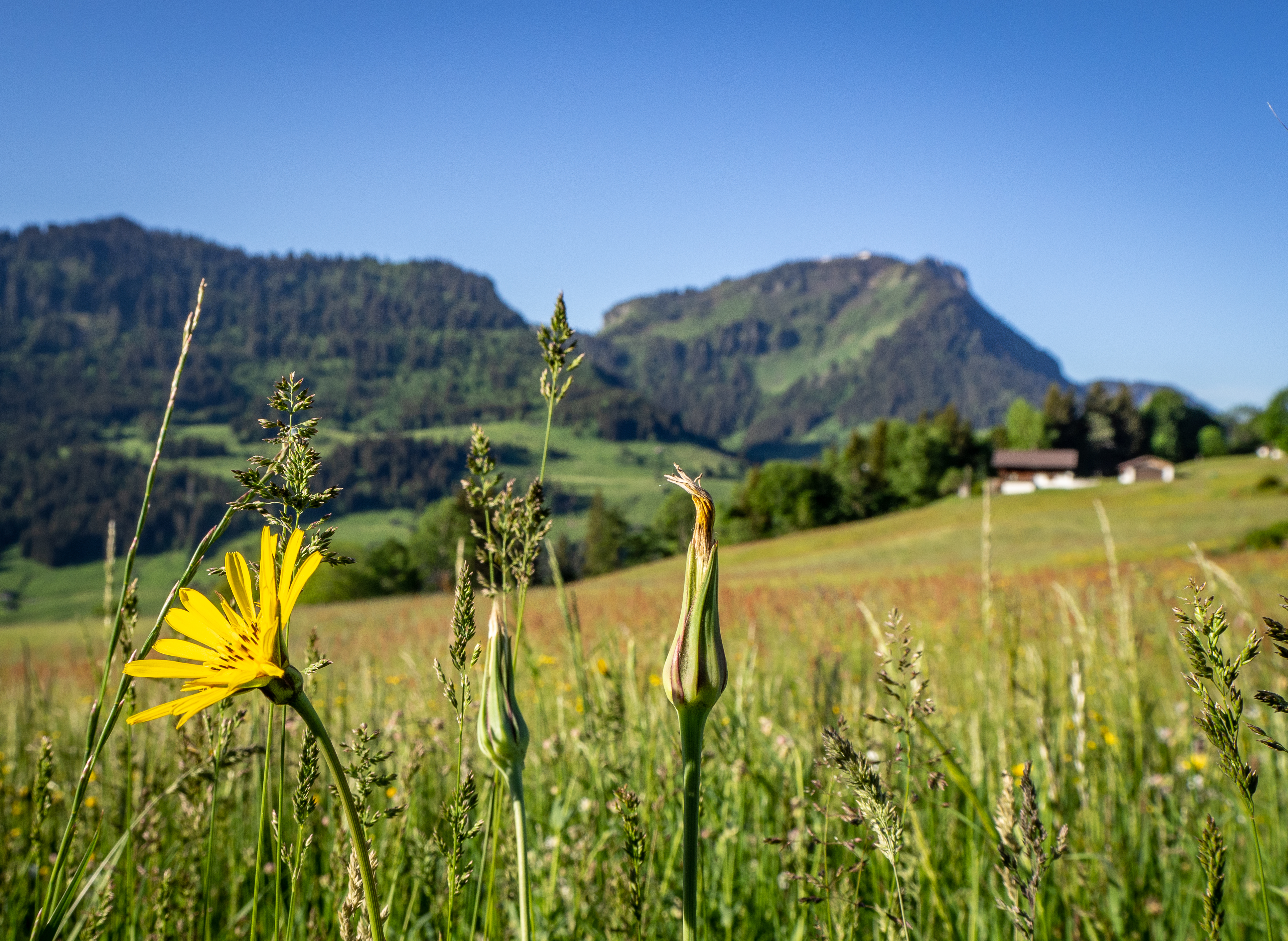 Vaud propose une protection renforcée de la nature et du paysage